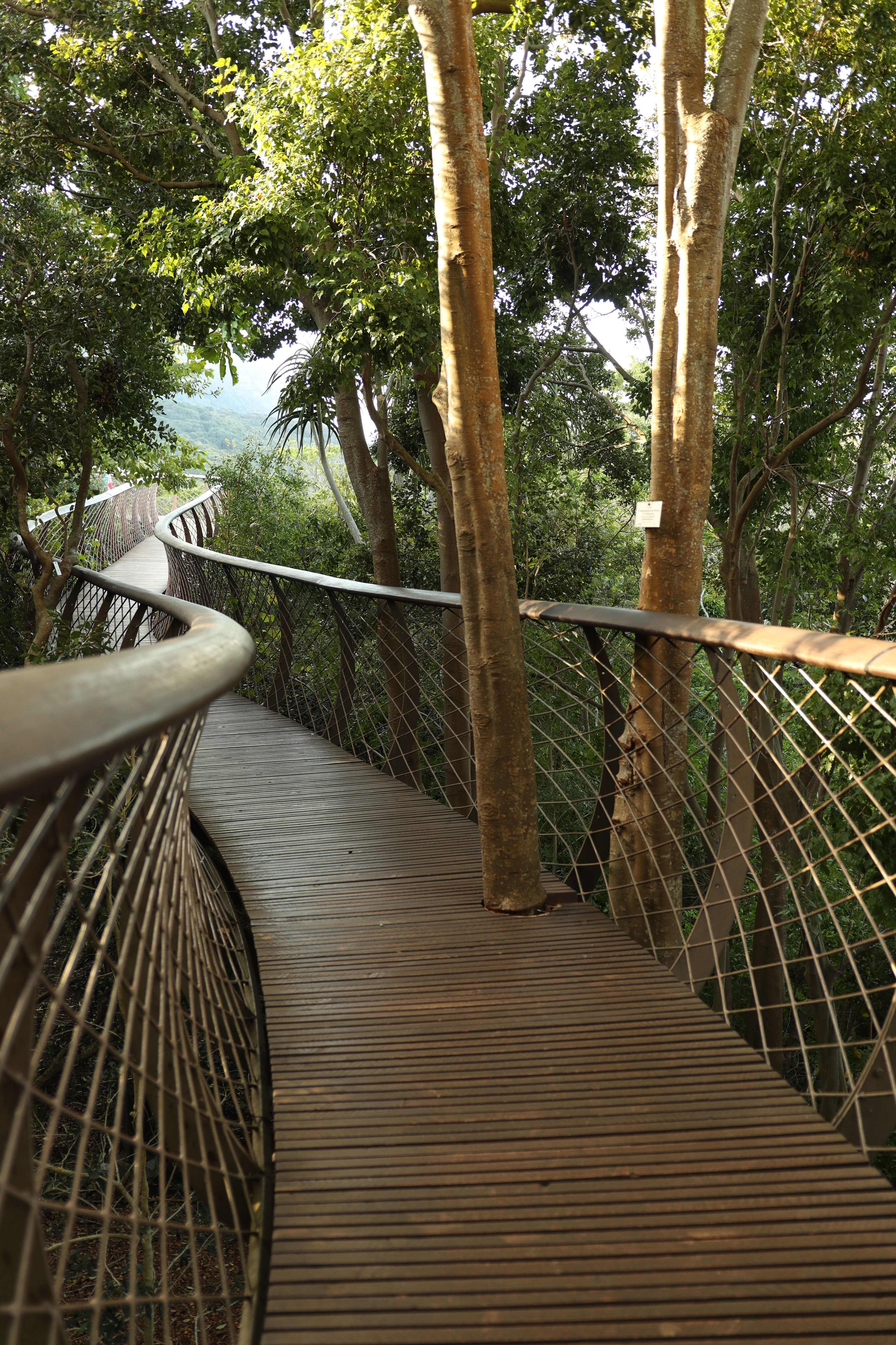 Canopy Walk